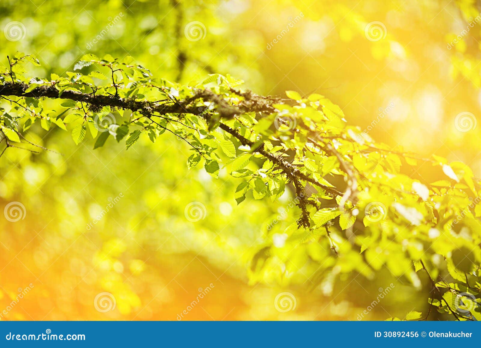 Spring colors stock photo. Image of outdoors, background - 30892456