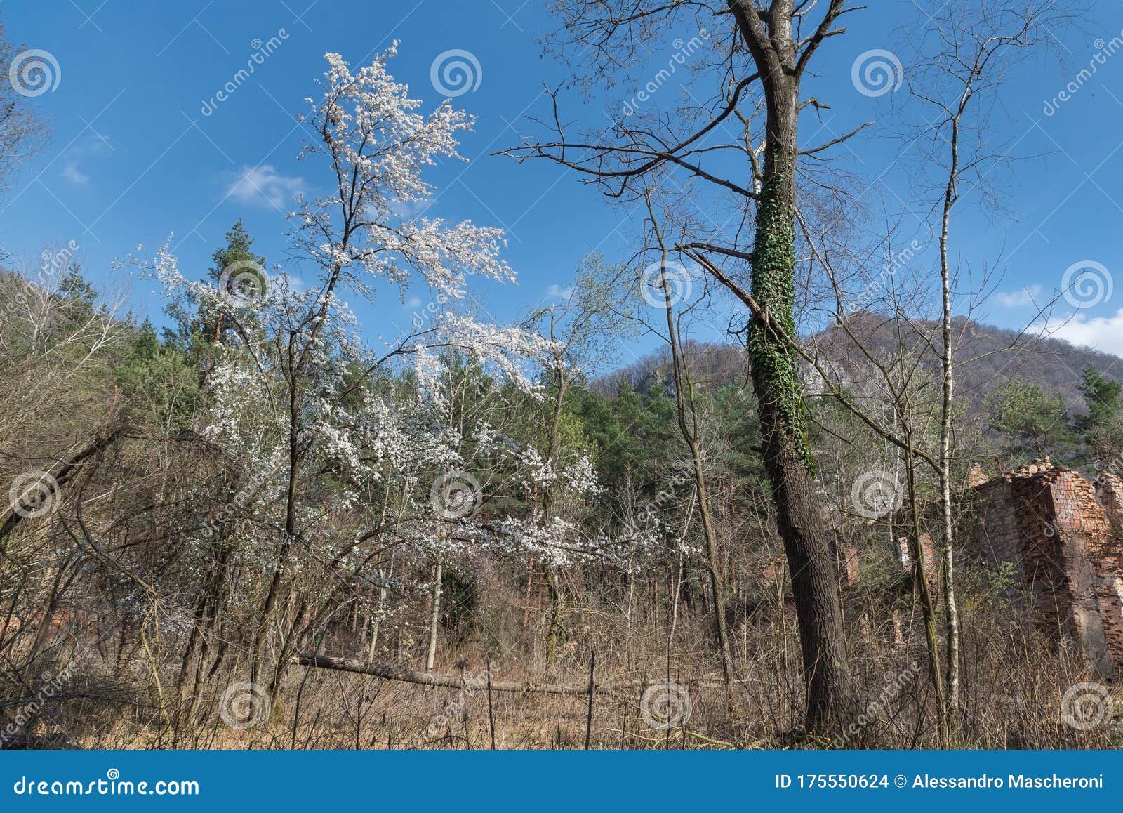 Spring Is Coming Blooming Wild Cherry Tree Prunus Avium Stock Photo Image Of Outside Flowers Spring Is Coming Blooming Wild Cherry Tree Prunus Avium Stock Photo Image Of Outside Flowers