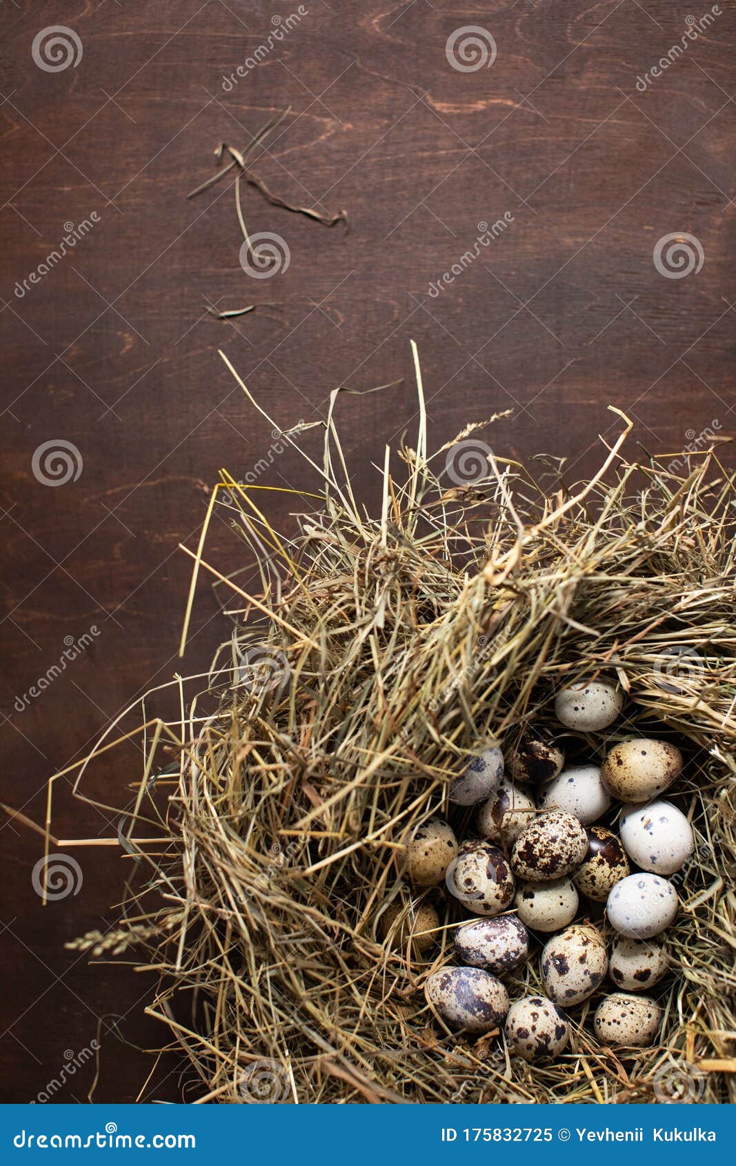 Spring Concept. Birds Nest with Eggs Stock Image Image of eggs, robin
