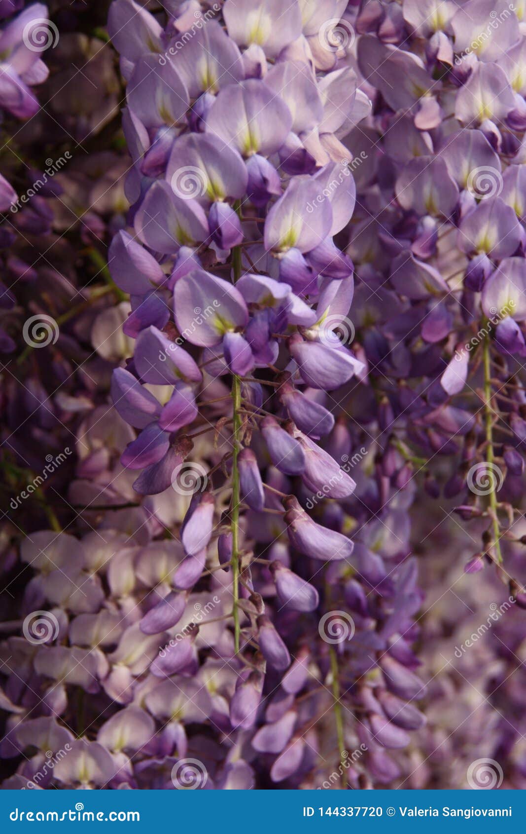 in spring the copious bloom of wisteria