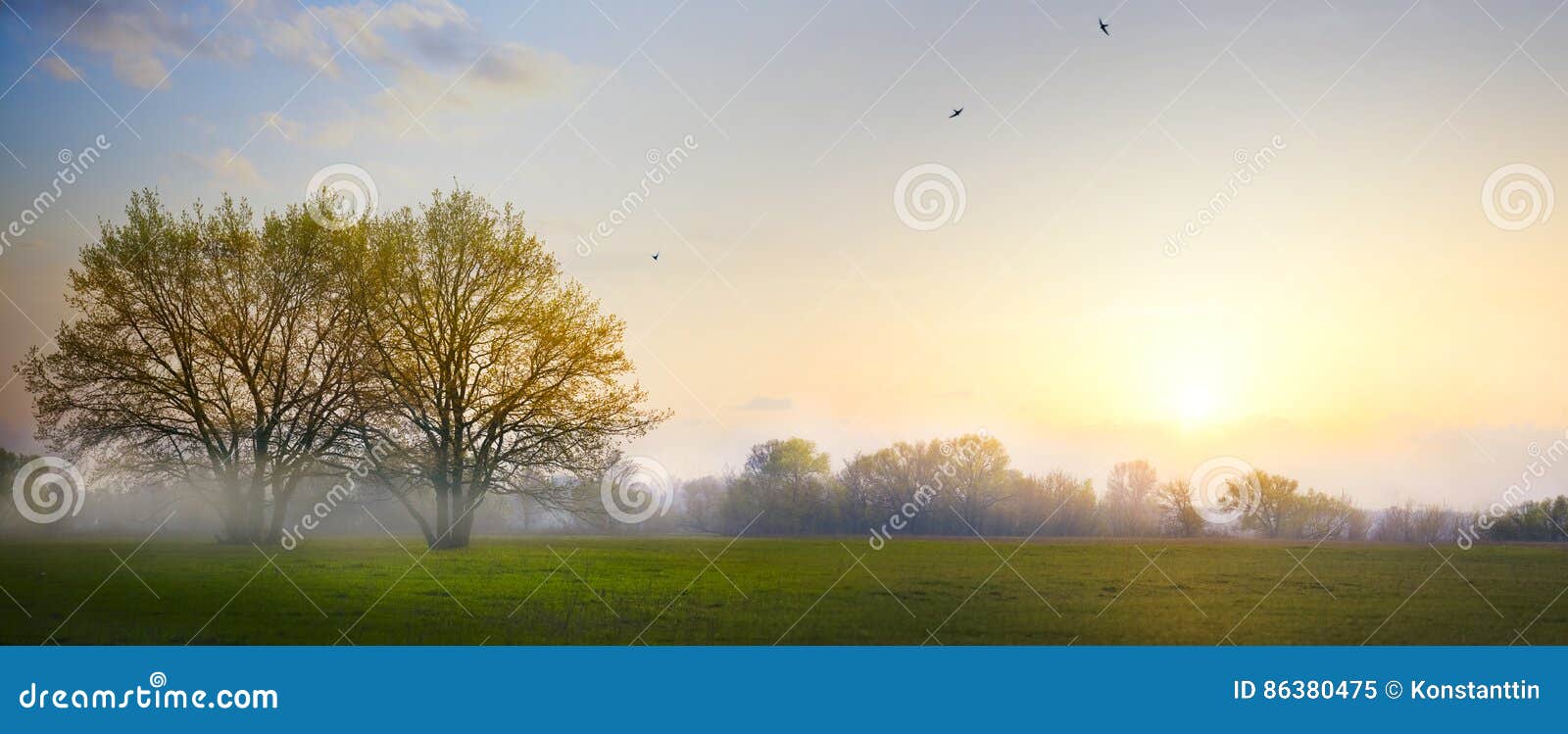 art spring countryside landscape; morning farmland field and blooming tree