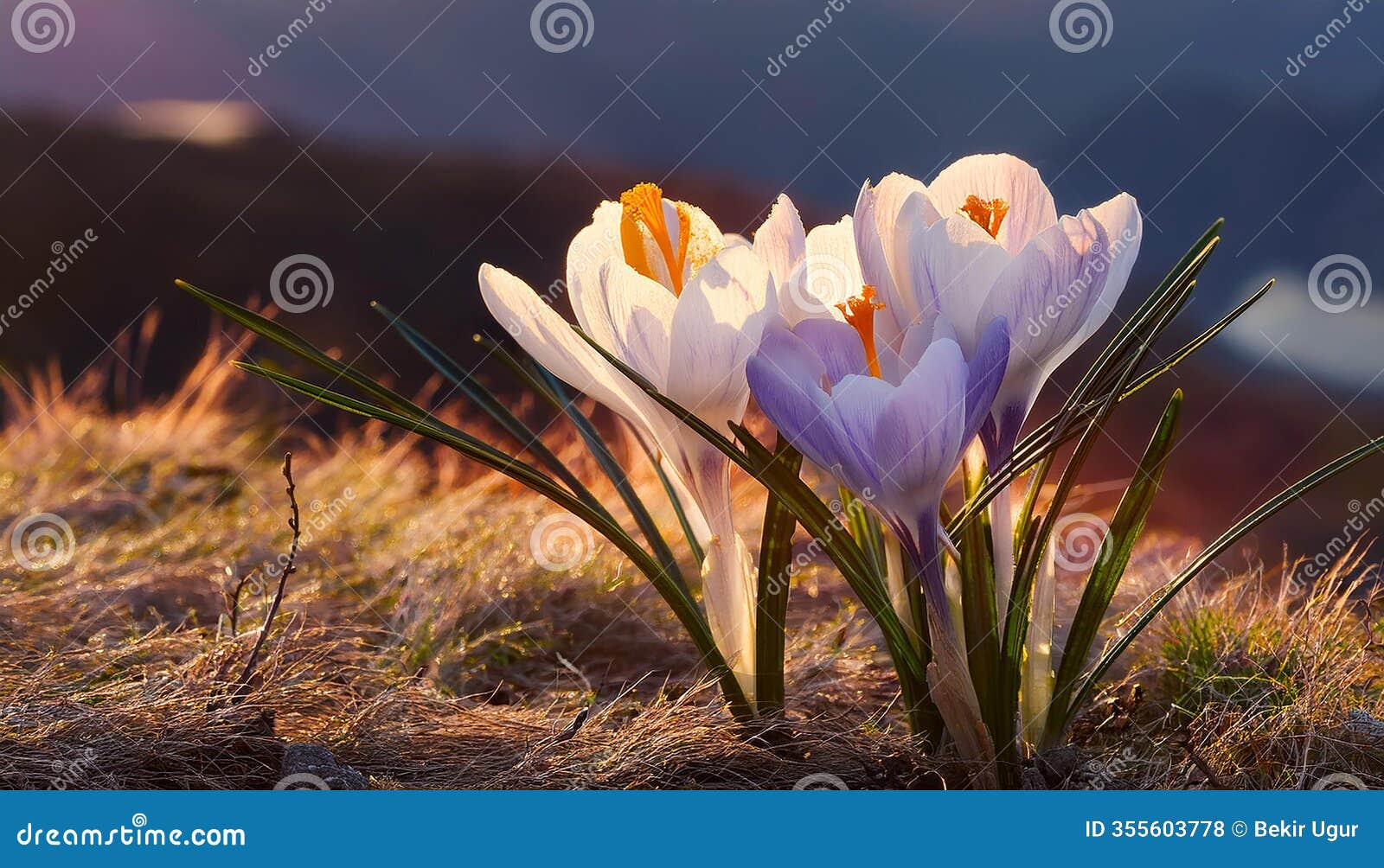 spring crocus (crocus albiflorus) flower
