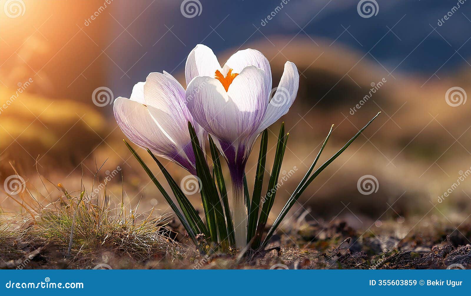 spring crocus (crocus albiflorus) flower