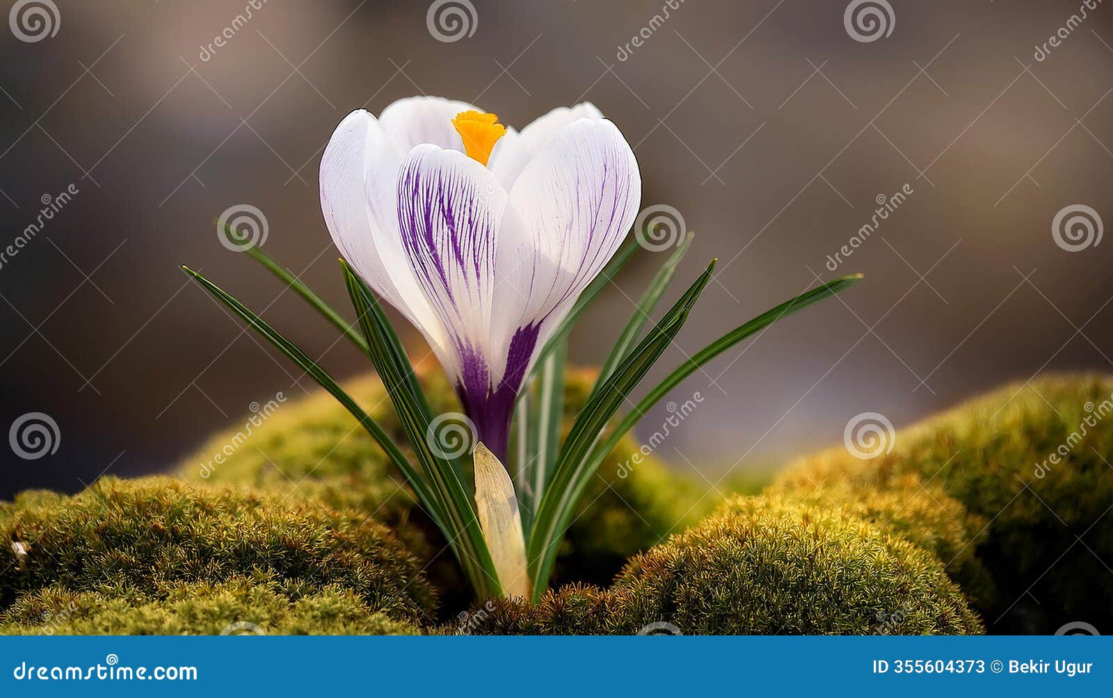 spring crocus (crocus albiflorus) flower