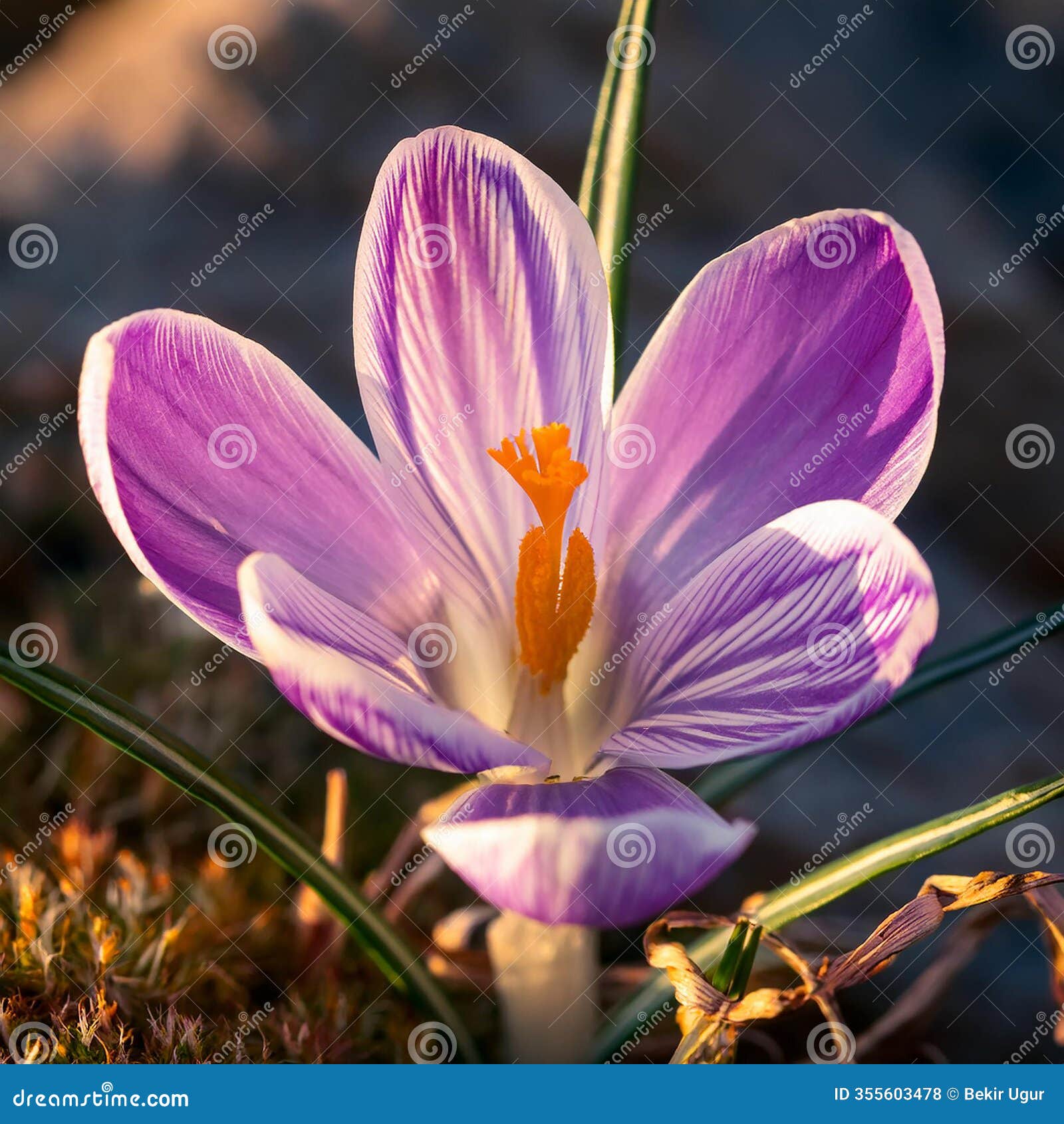 spring crocus (crocus albiflorus) flower