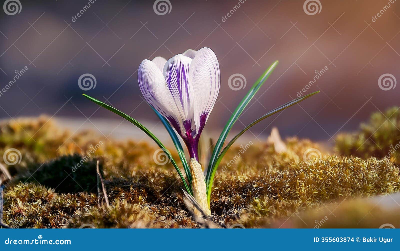 spring crocus (crocus albiflorus) flower