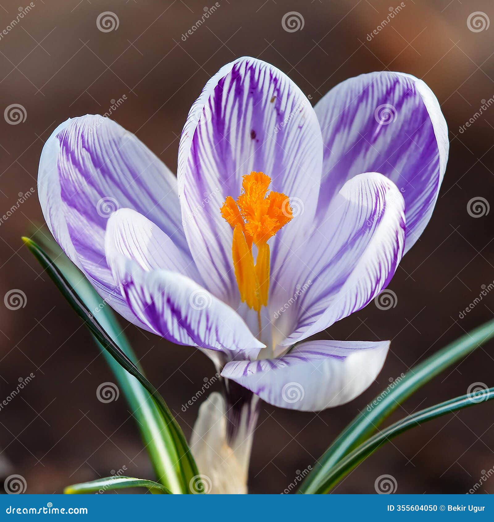 spring crocus (crocus albiflorus) flower