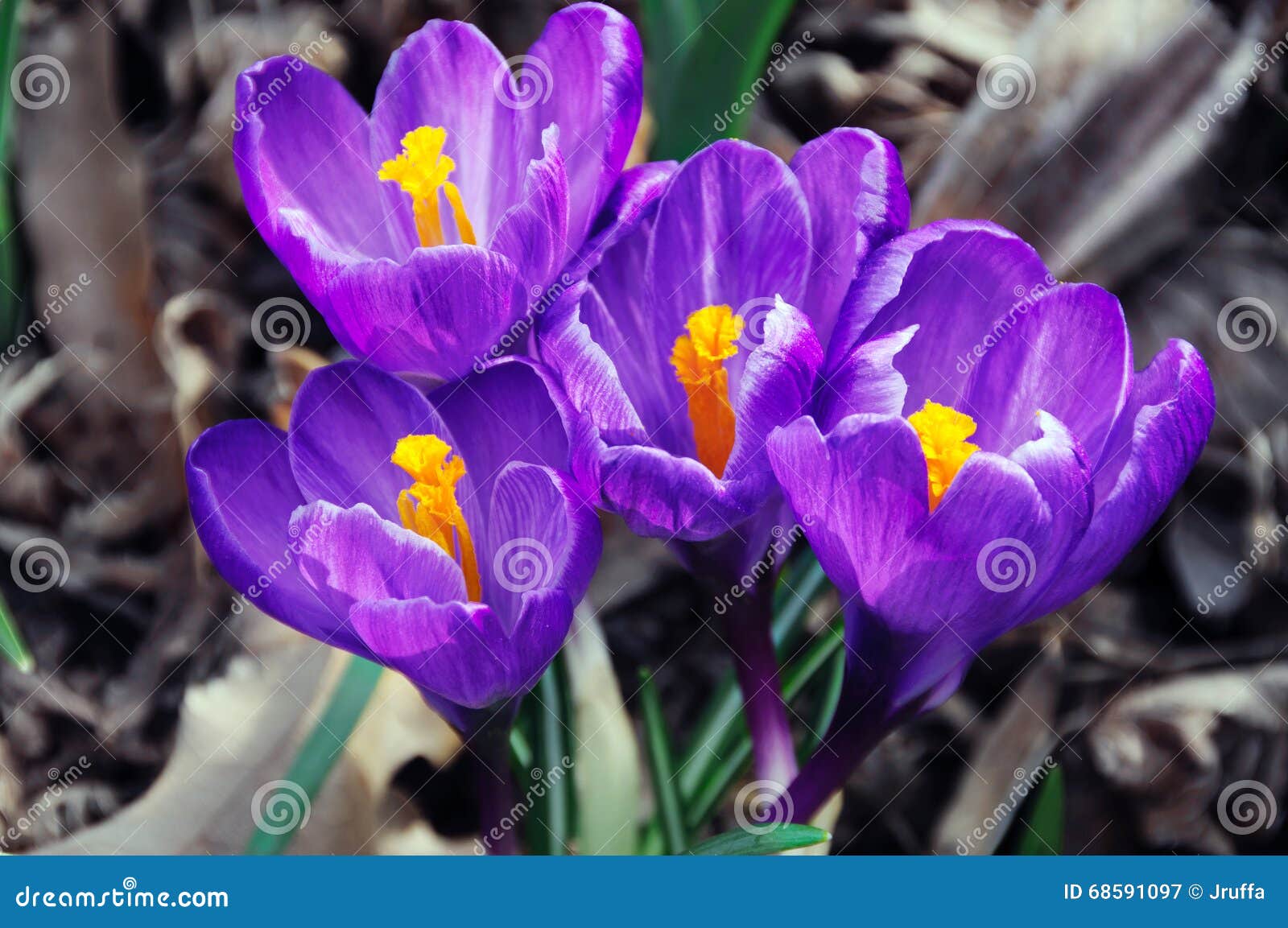 spring crocuses