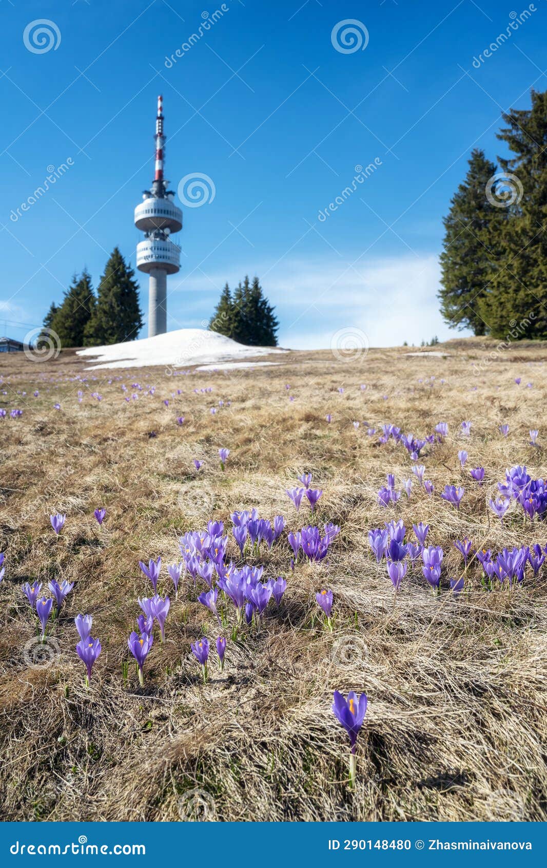 spring crocuses in front of snezhanka tower in the rhodopes, bulgaria