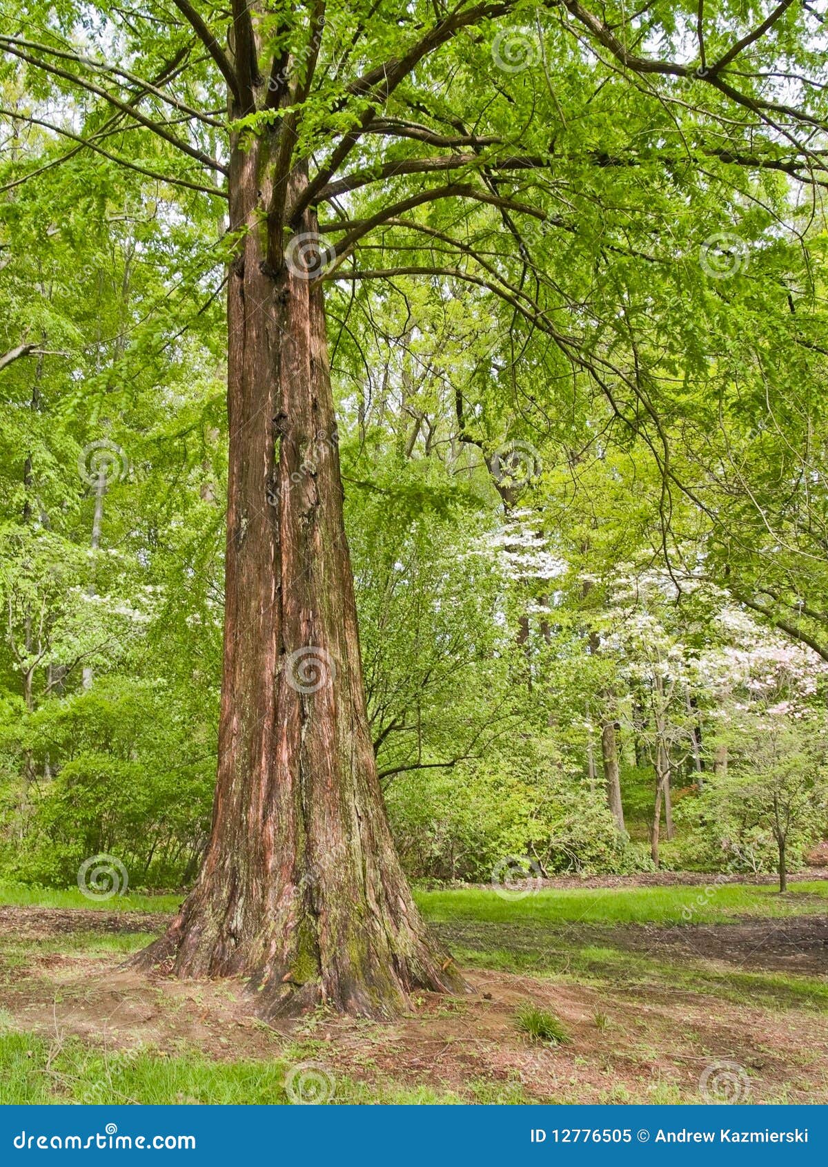 Spring Cypress Tree stock image. Image of tree, cypress 12776505