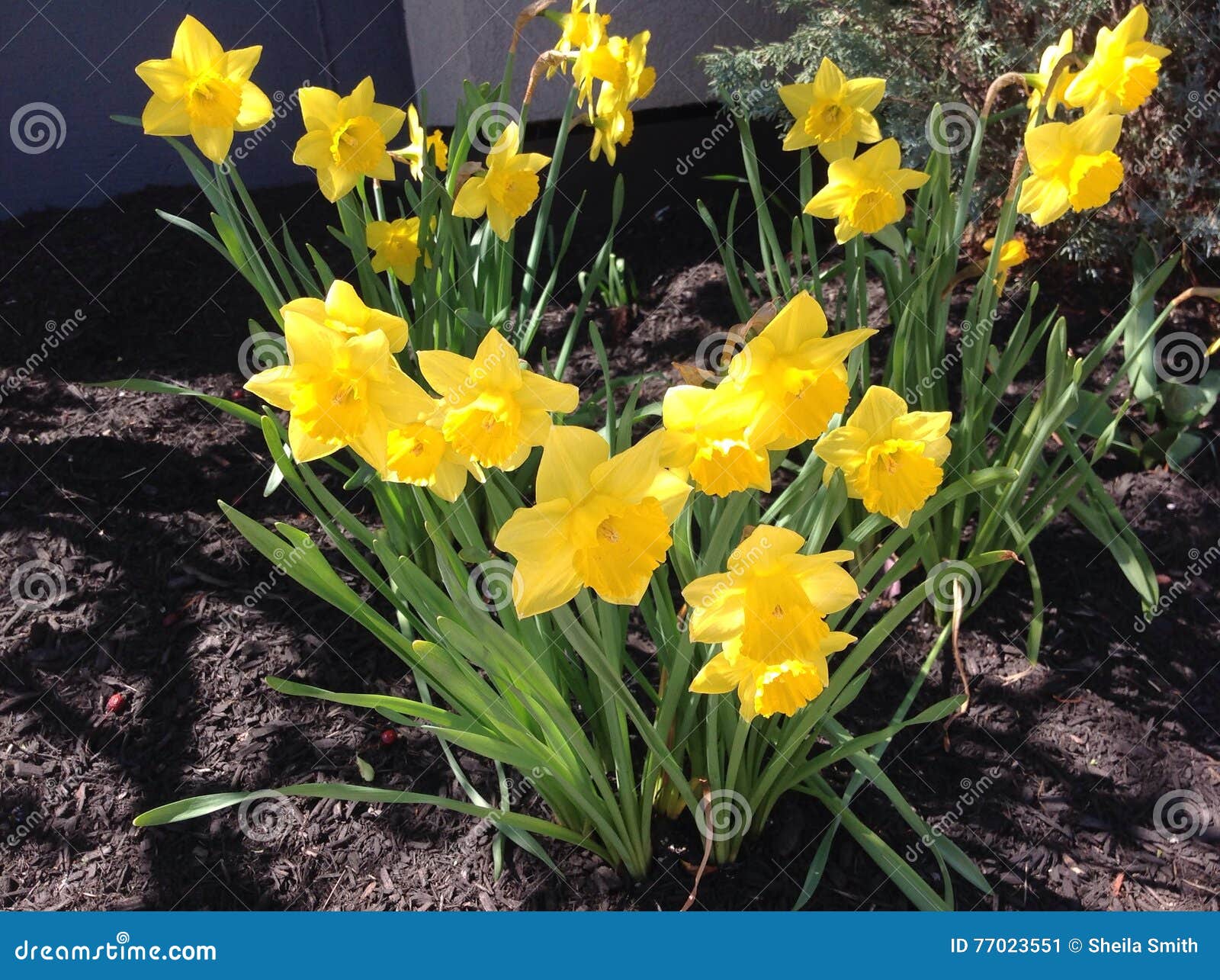 Spring daffodils stock image. Image of spring, daffodils 77023551