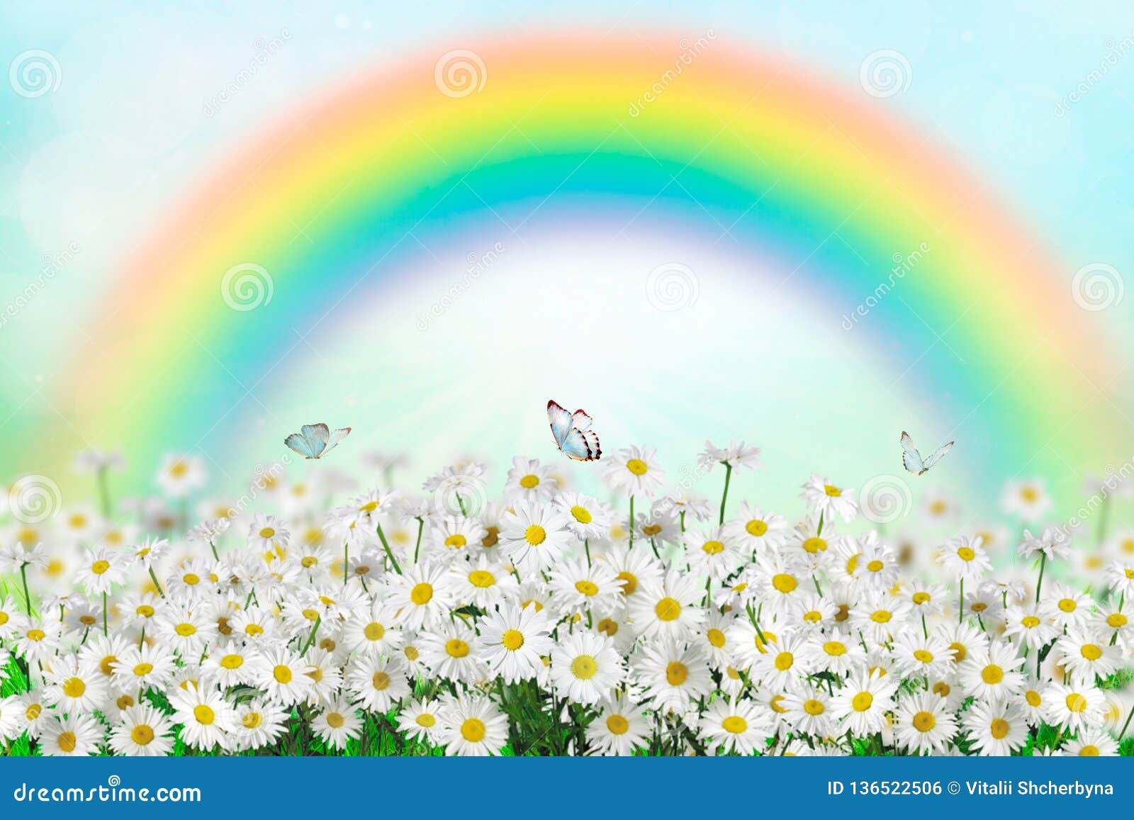 https www dreamstime com spring daisy butterfly meadow wit rainbow nature summer background space text image136522506