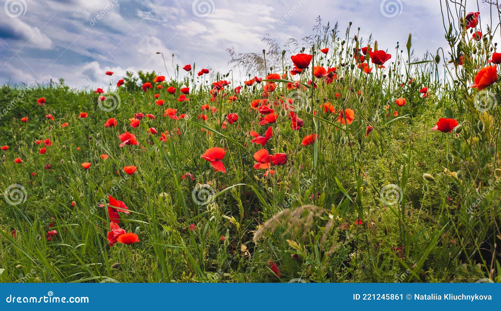 spring day.blooming red field poppies.