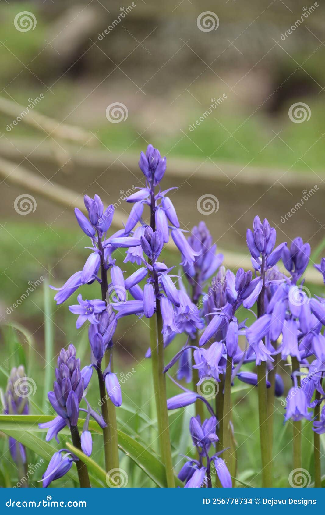 Spring Day with Flowering Common Bluebell Flowers Stock Photo Image