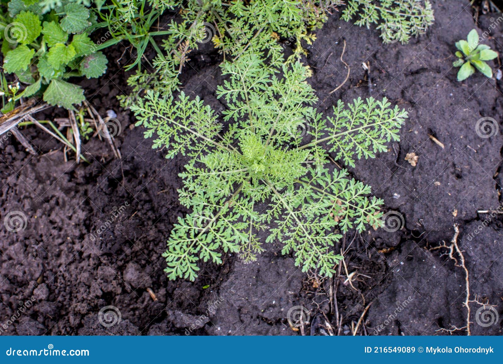 in spring, descurainia sophia grows in the wild