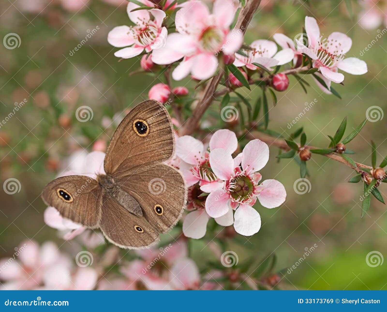 Butterfly Identification Chart Australia