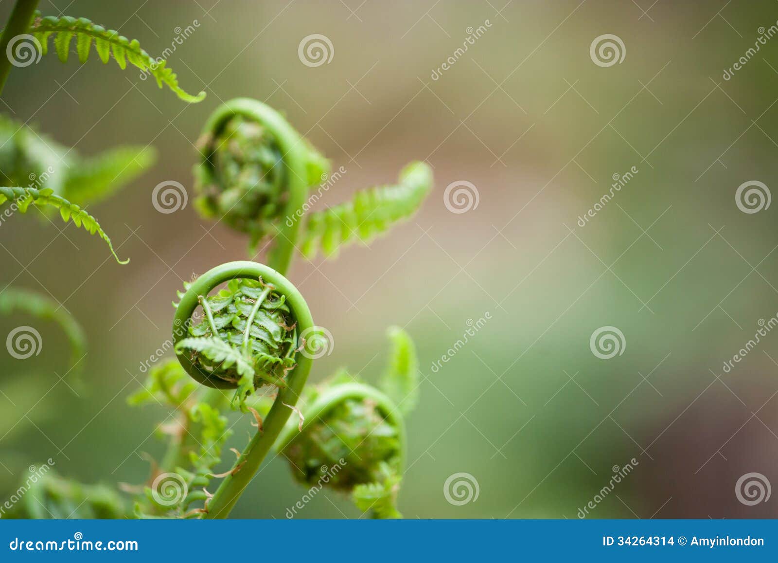 spring ferns unfurl