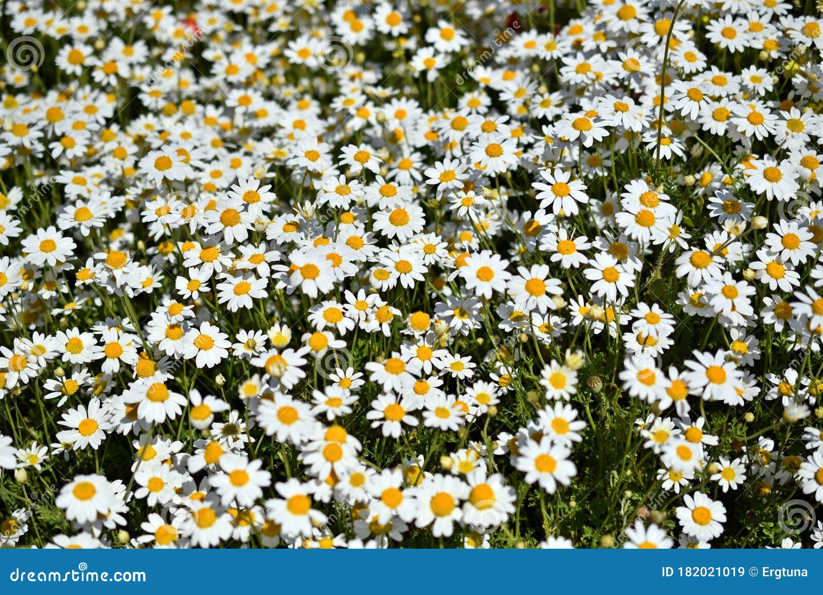 Images of daisies