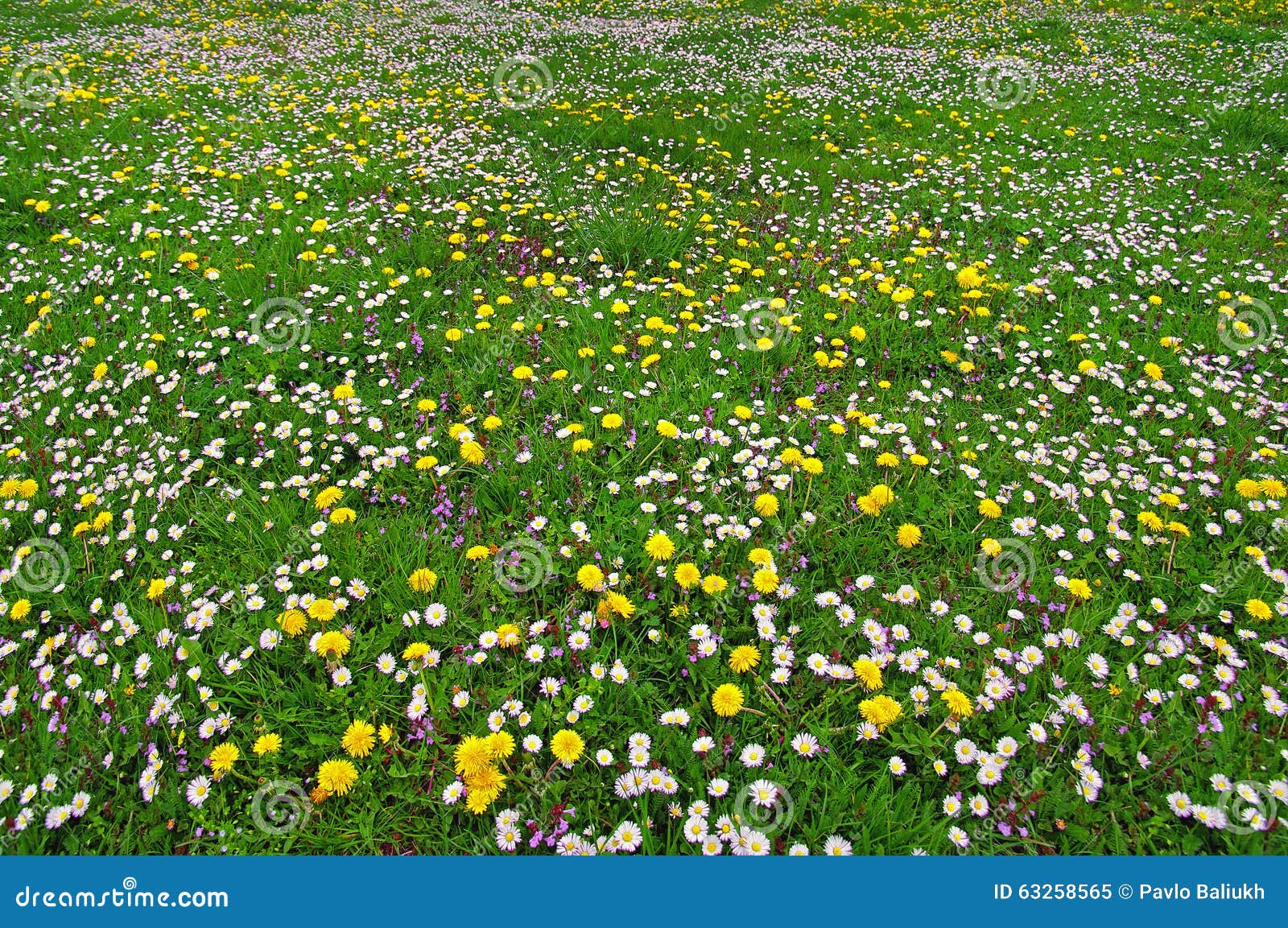 Spring Field of Daisies and Dandelions Stock Image Image of macro