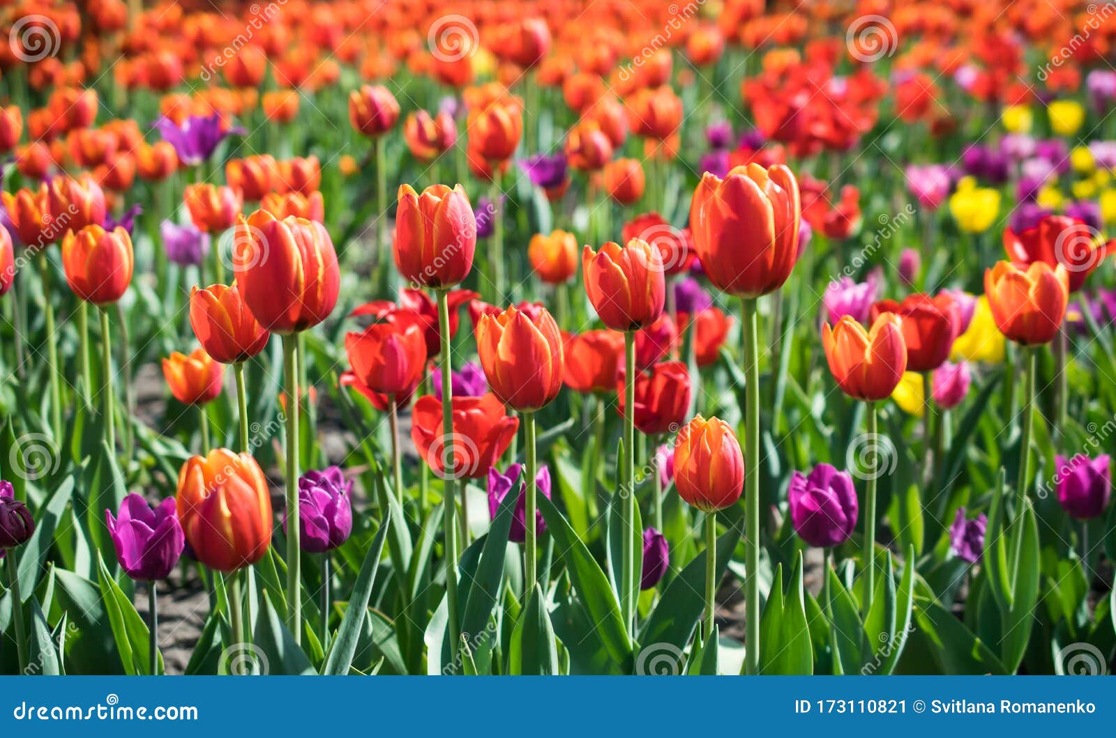 Spring Field of Many Bright Purple, Red, and Yellow Blooming Tulips ...