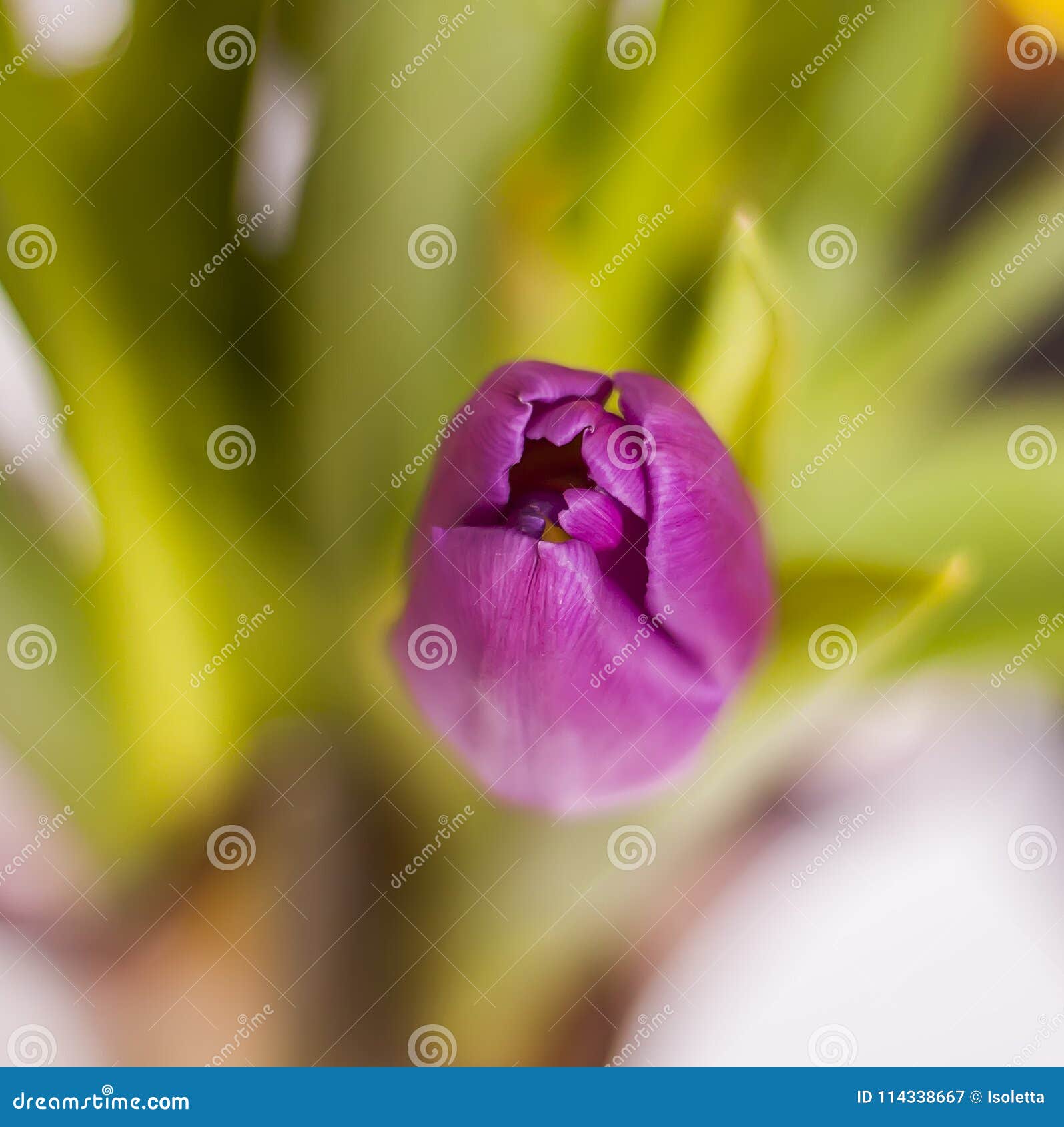 spring background. beautiful purple tulip flower close up.