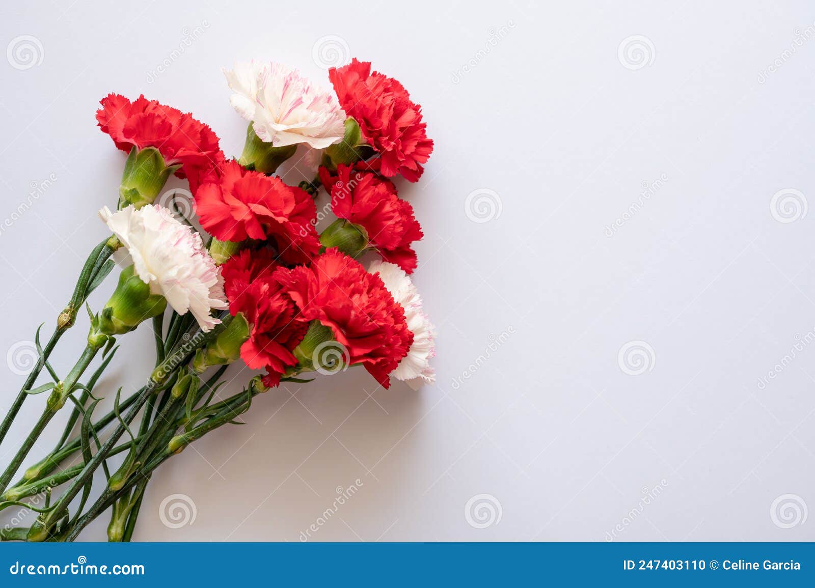 Spring Flower Bouquet for Mockup Stock Photo Image of petal, pink