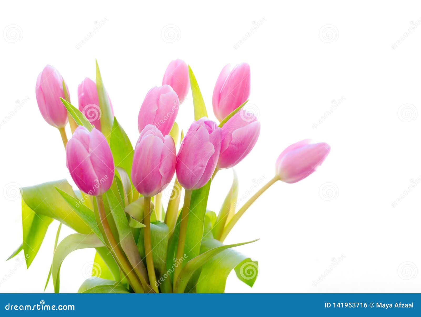 Spring Flower. Bunch Of Pink Tulips Isolated On White Background ...