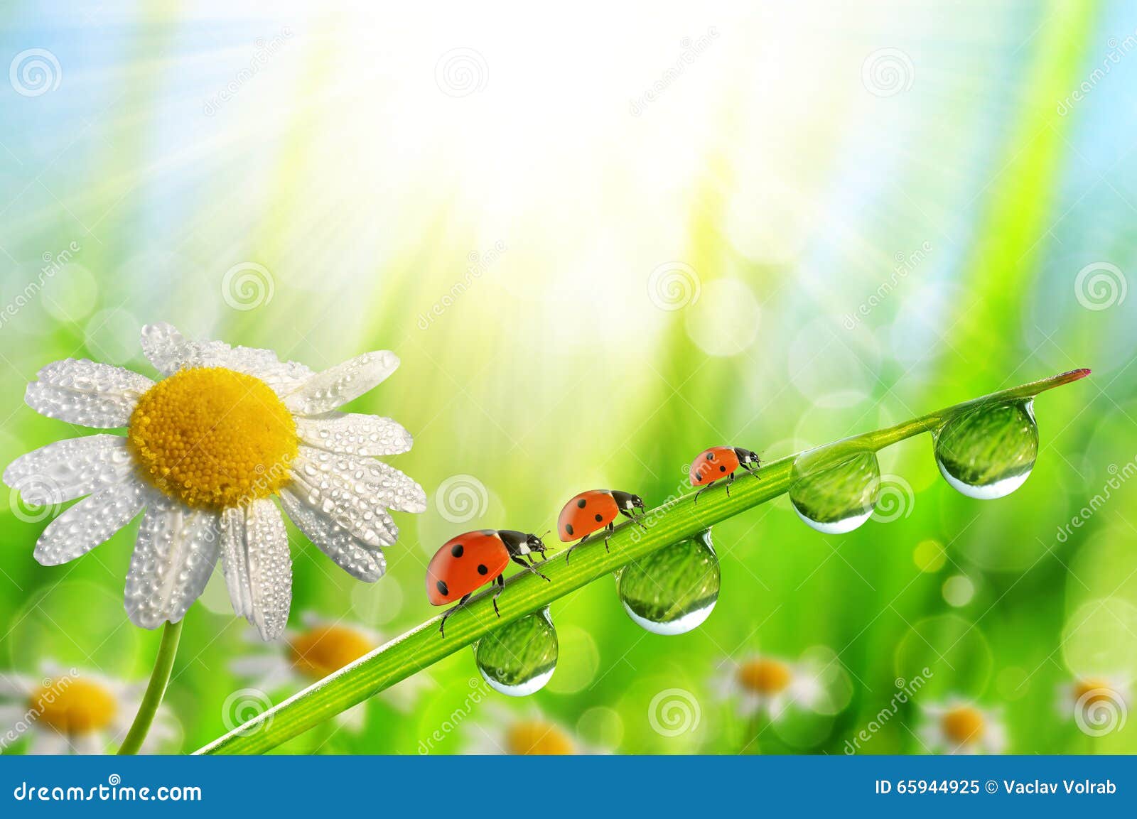 spring flower daisy and ladybugs on green grass with dew drops.