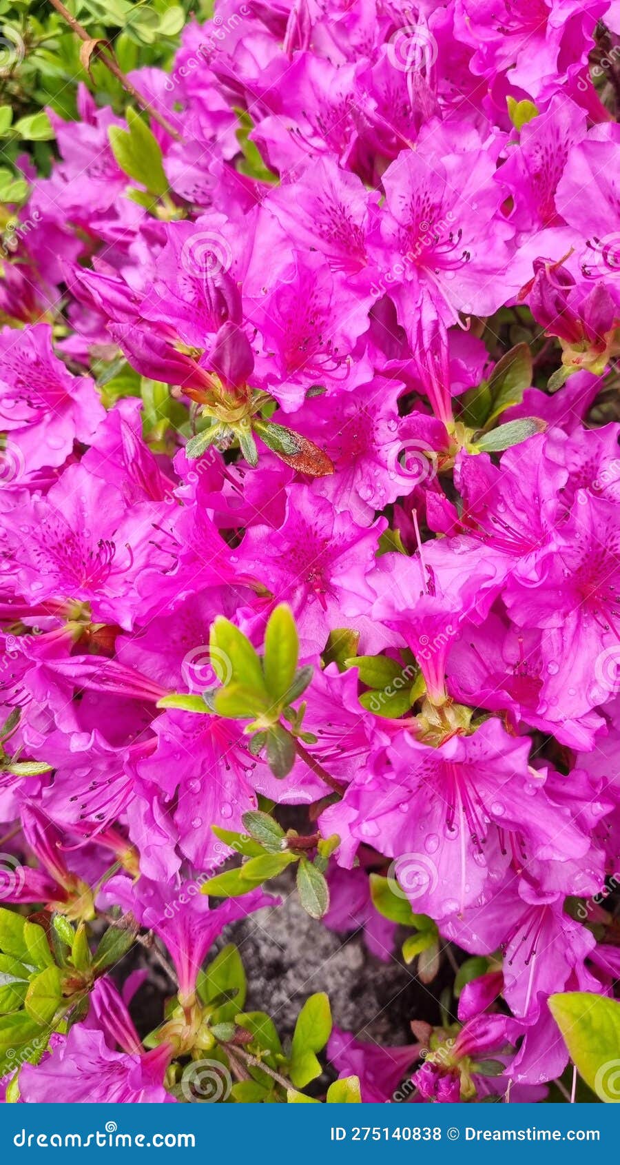 Spring Flower Garden Nature Heeling Stock Photo Image of garden