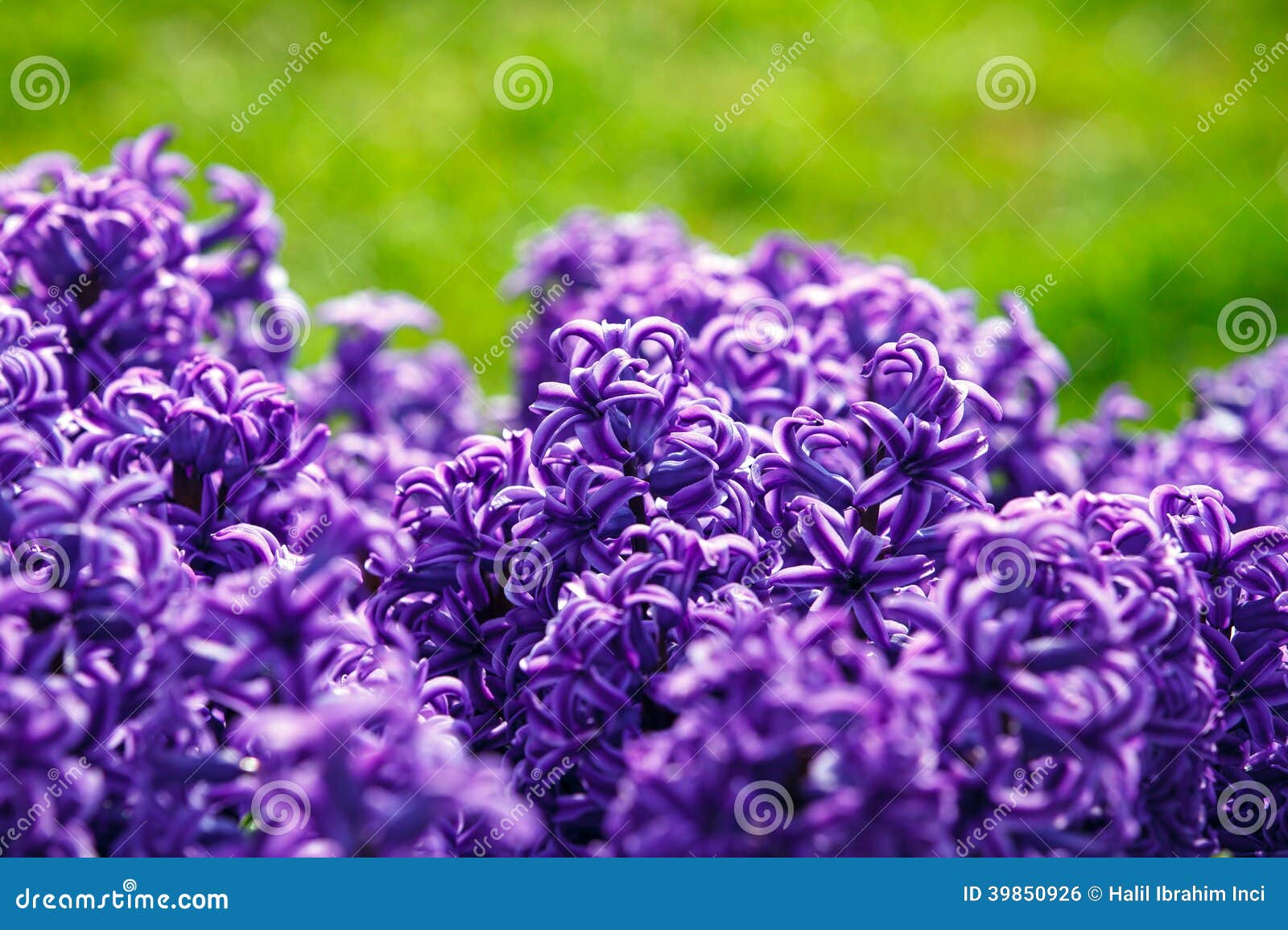 Spring flower hyacinth stock photo. Image of flower, blooming 39850926