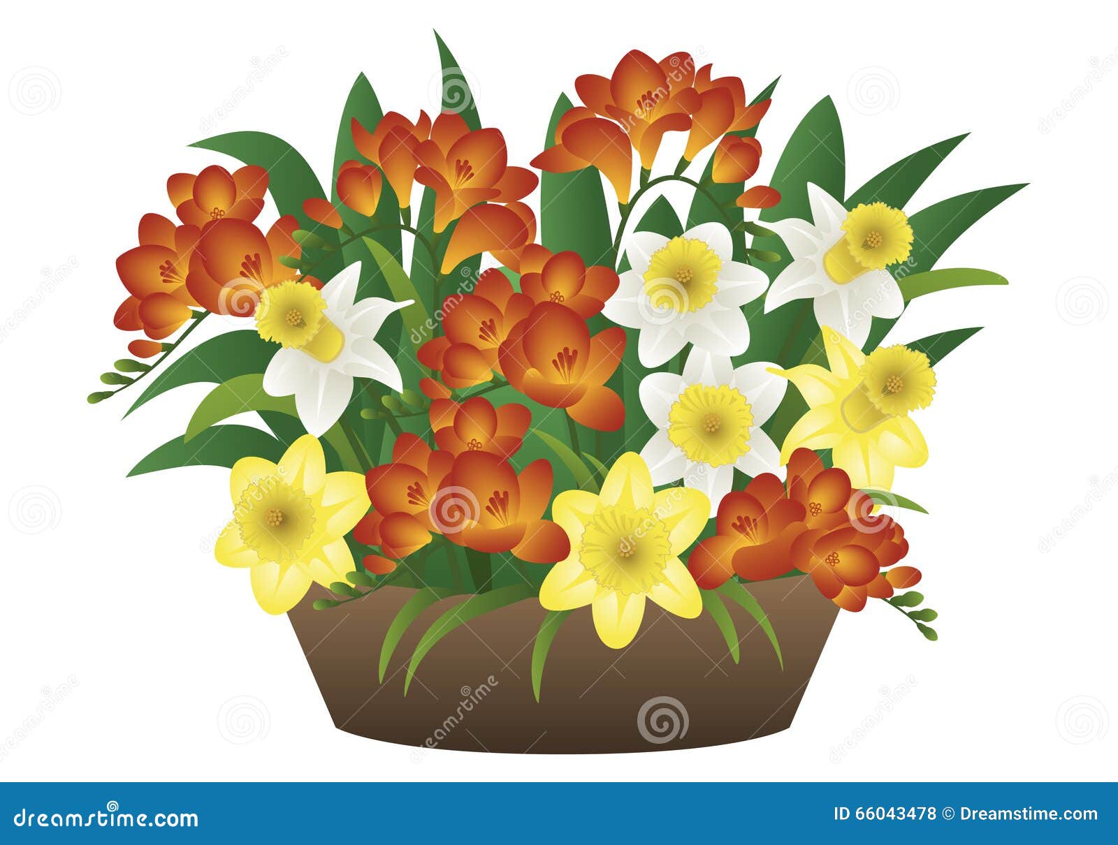 Vector image of a spring flower - narcissus and freesia