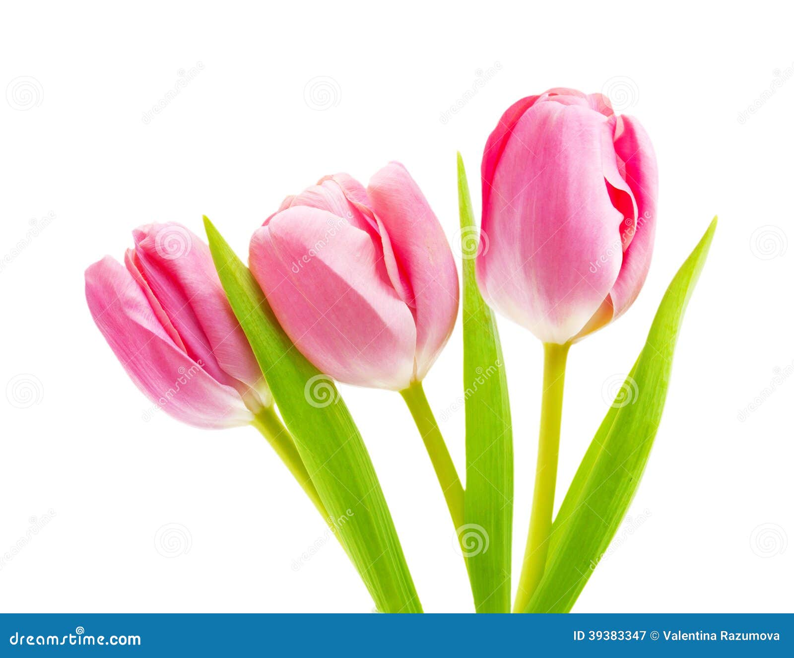 Spring Flower Pink Tulips Bouquet Stock Image Image of backgrounds