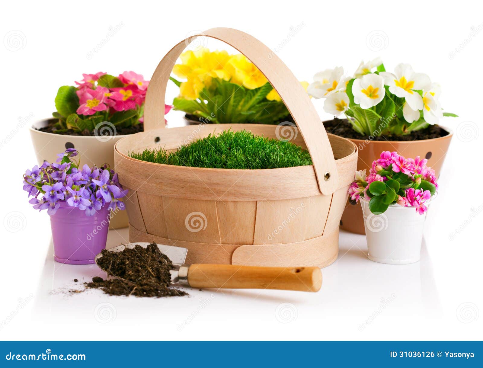 Spring Flower in Pot with Green Grass Basket Stock Photo Image of
