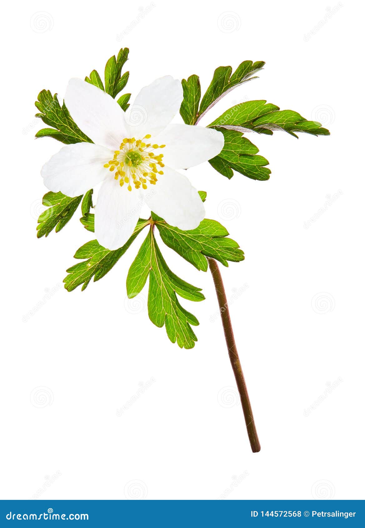 Spring Flower Wood Anemone Anemone Nemorosa Isolated on White ...