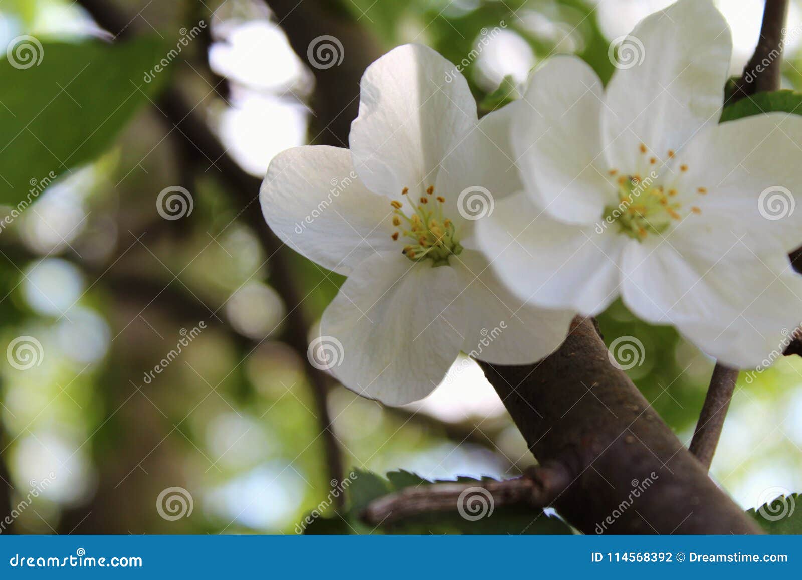 spring flowering apple with free with large white flowers closeup on blurred garden background.