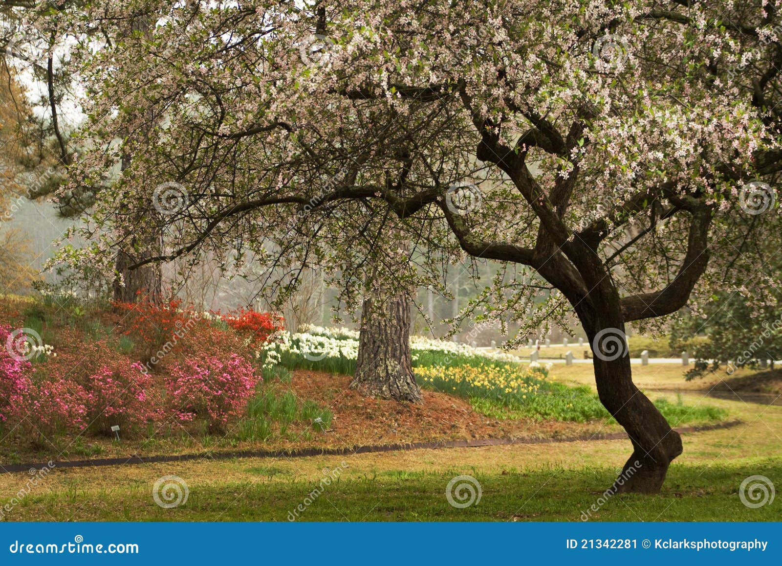 Spring Flowering Dogwood Southern Landscape Stock Image Image of
