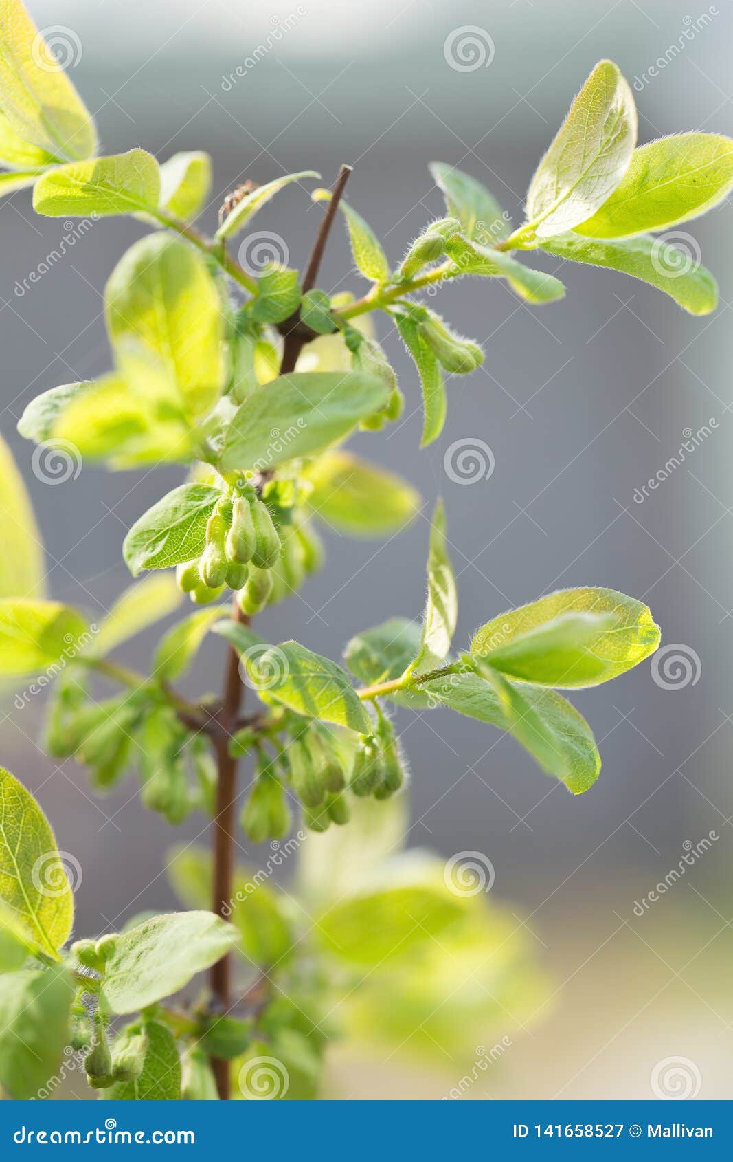 Spring Flowering of Edible Honeysuckle Stock Image Image of fresh