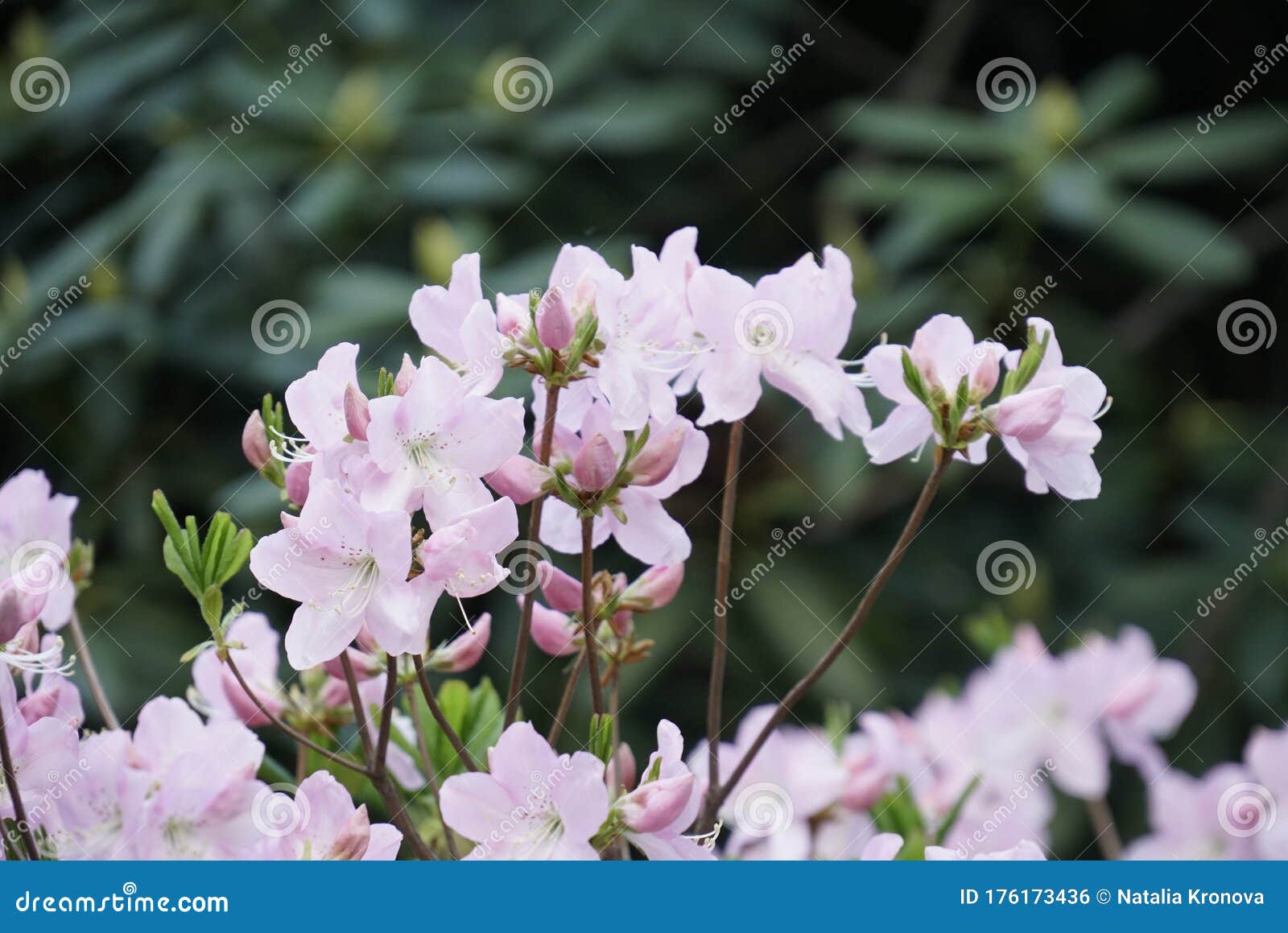 Spring Flowering Of Garden Rhododendron Azalea Pink Delicate Flowers On A Background Of Greenery And Branches Blurry Backgroun Stock Photo Image Of Fabric Abstract 176173436