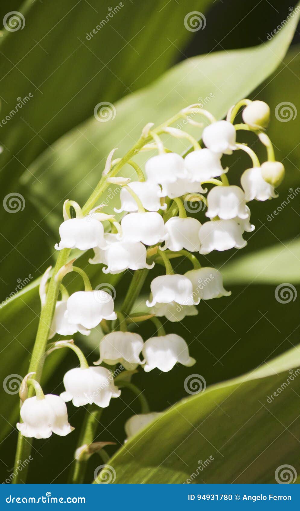 Spring Flowering Plant White Lily, Stock Photo Image of bell, bunch