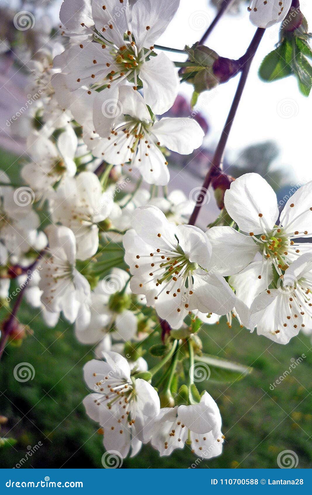 Spring Flowering Trees, Flowering Branches Of A Tree Stock ...