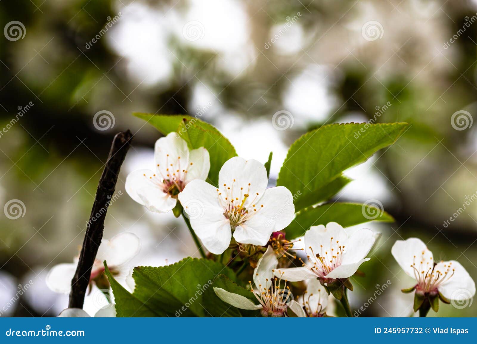 Spring Flowering Trees with White Flowers in the Garden. Spring Background and Blossom Tree
