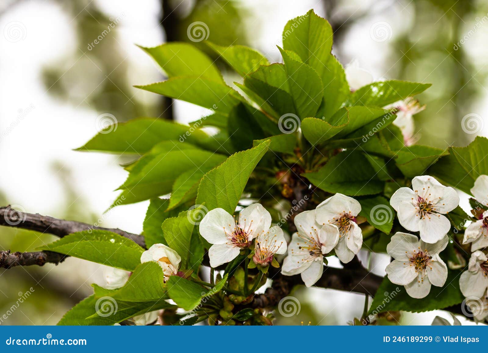 Spring Flowering Trees with White Flowers in the Garden. Spring Background and Blossom Tree