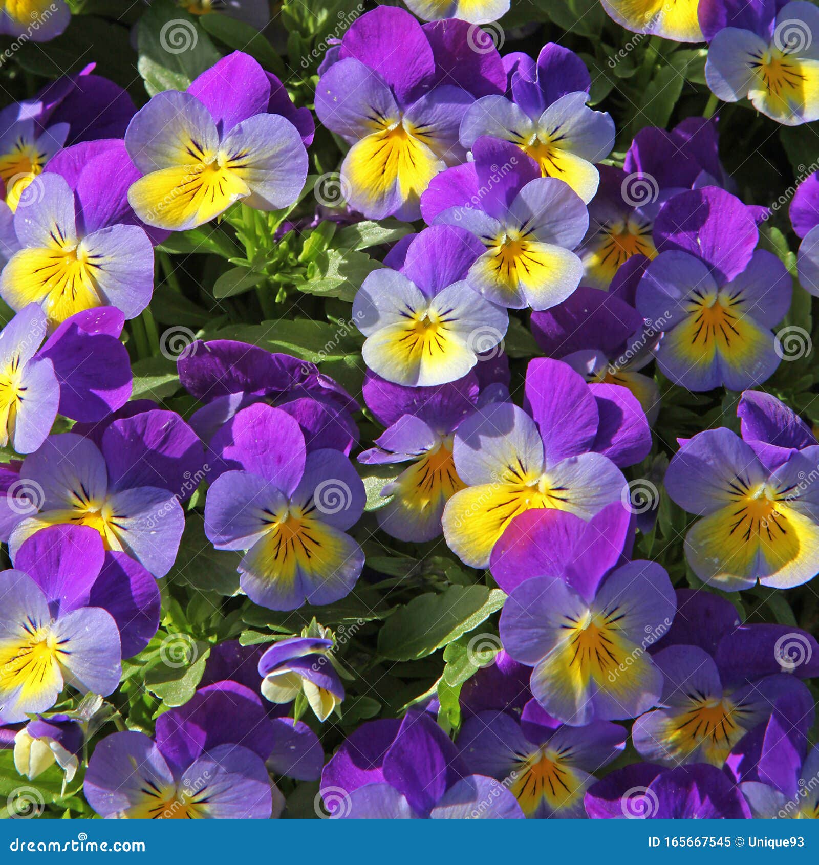 Fleurs De Viola Cornuta Aux Coloris Ã©clatants Stock Image - Image of  yellow, flowering: 165667545