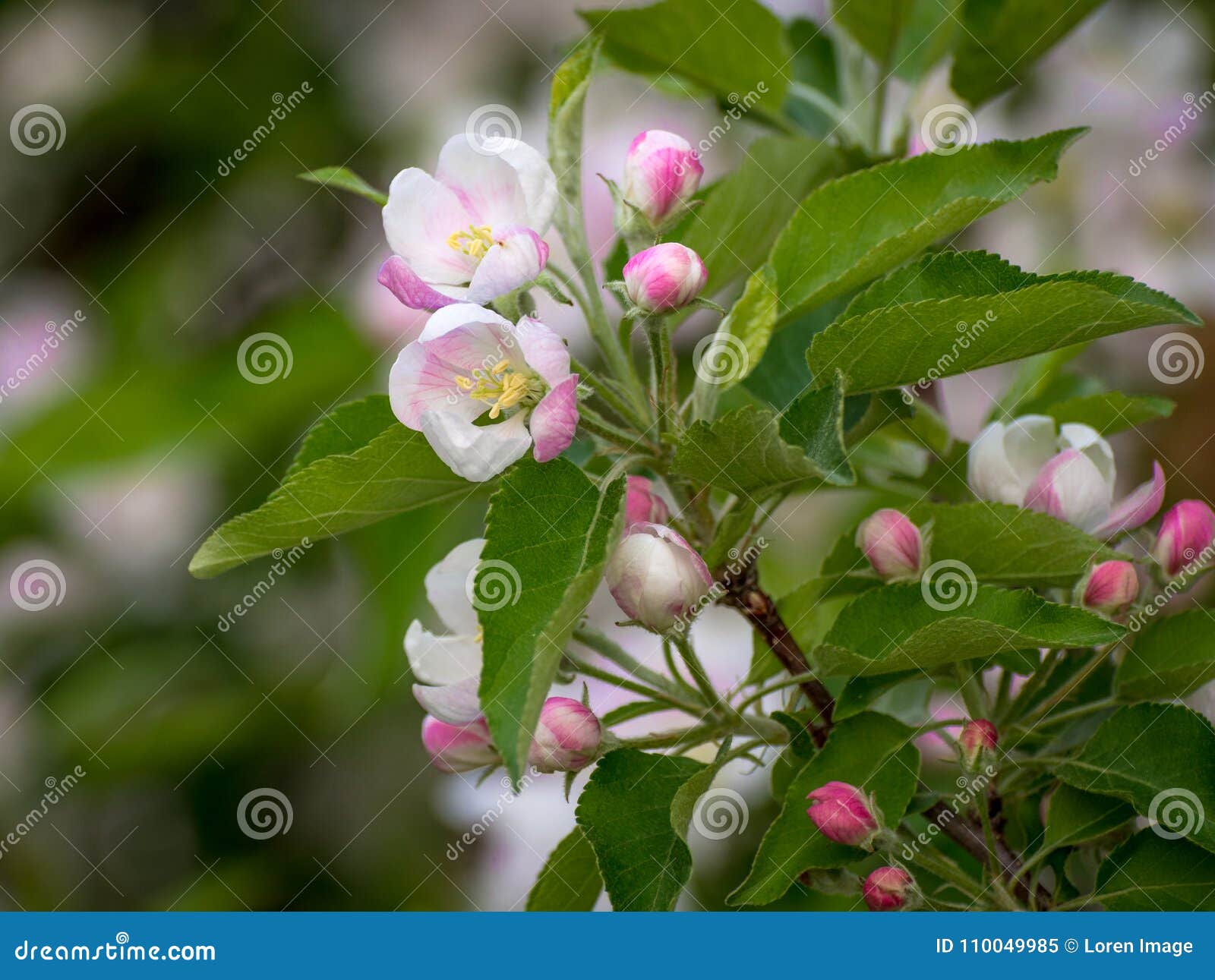Spring Flowers. Apple Tree Blossom with Green Leaves Stock Image