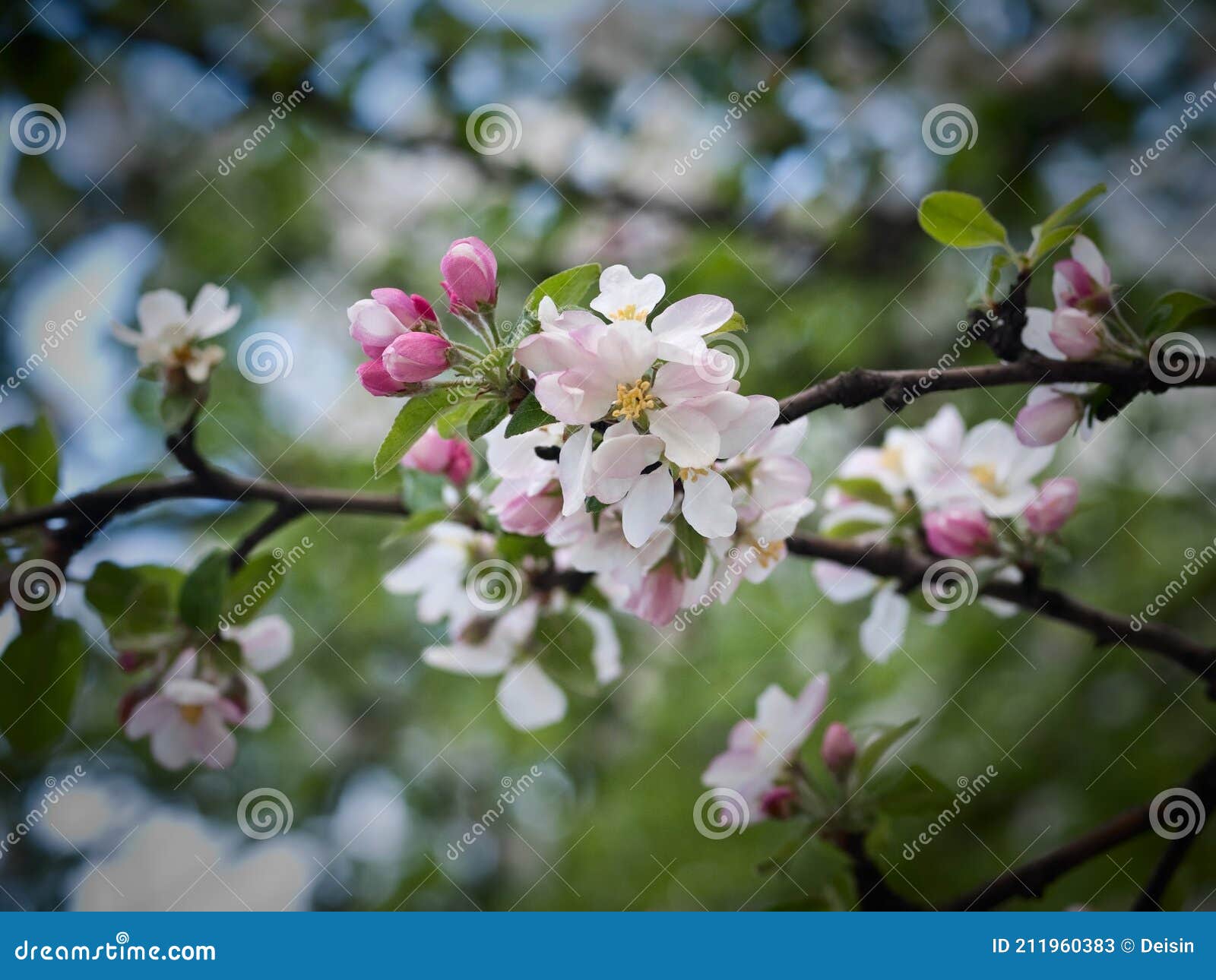 Spring Flowers on Appletree Branches Stock Image Image of abundance