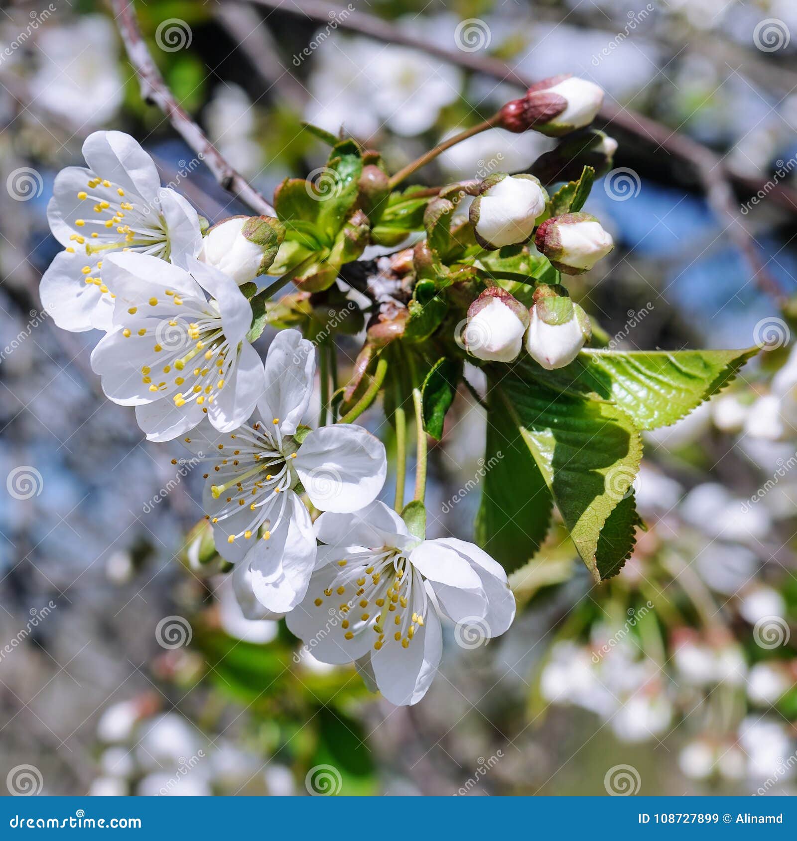 Spring Flowers. Beautifully Blossoming Tree Branch Stock Image - Image