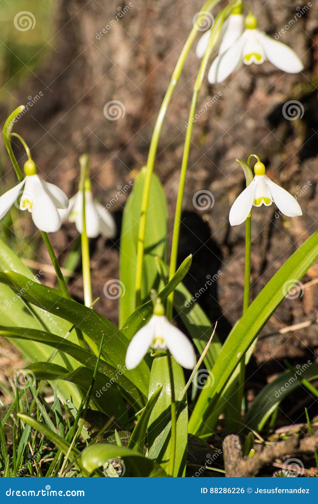 Spring Flowers Begin To Bloom Stock Photo Image of blooming, life
