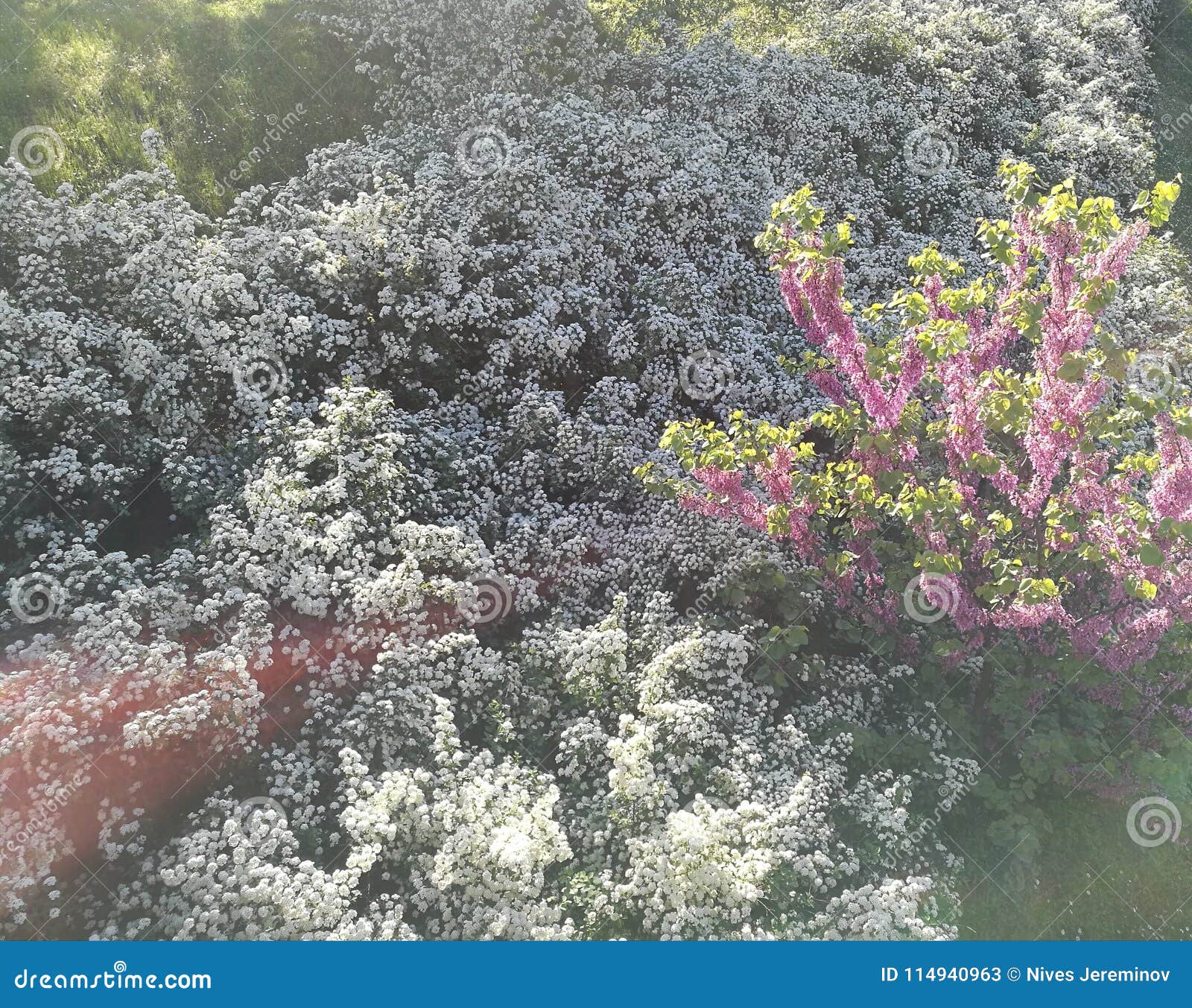 Belgrade stock image. Image of belgrade, spring, sunnyday 114940963