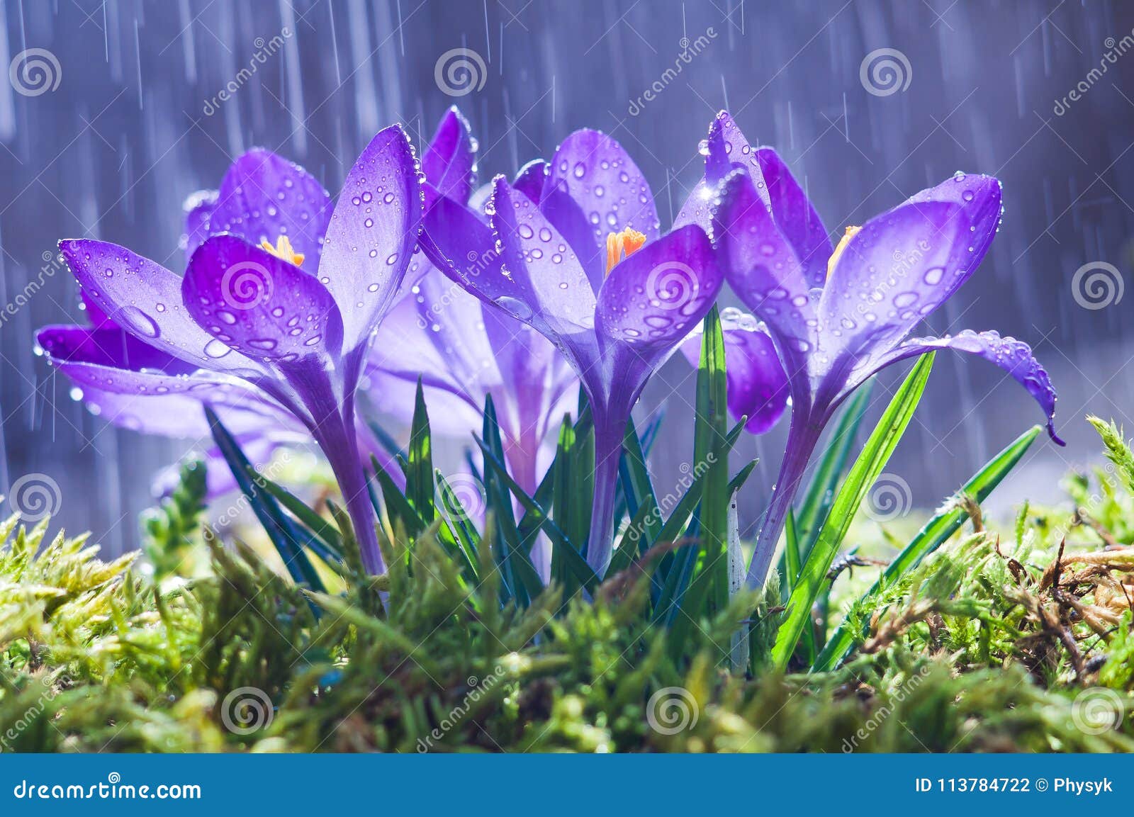 spring flowers of blue crocuses in drops of water on the background of tracks of rain drops