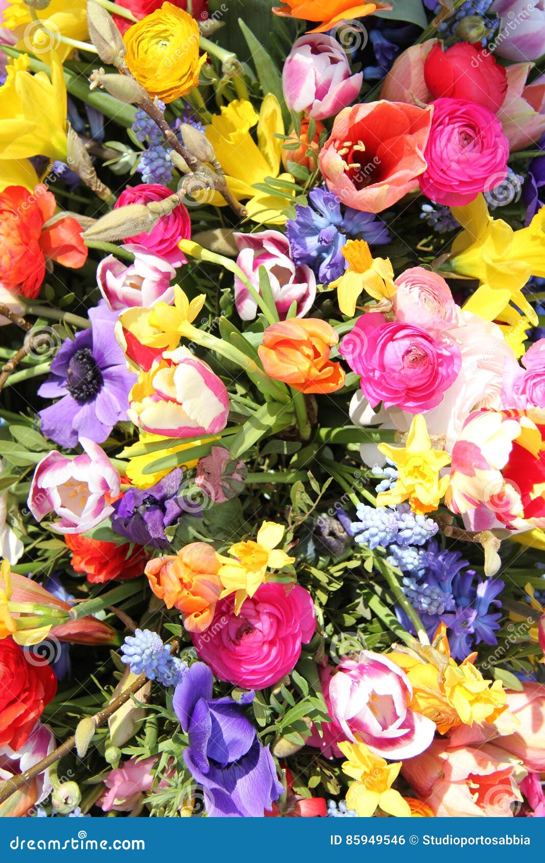 Spring Flowers in Bright Colors Stock Photo Image of color, anomones